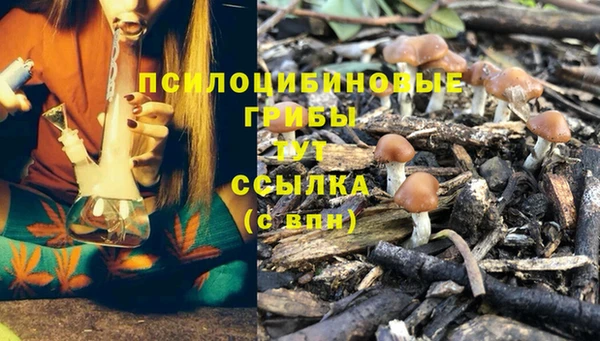 apvp Богданович